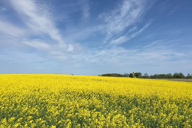 rapsmark med kirken i baggrunden