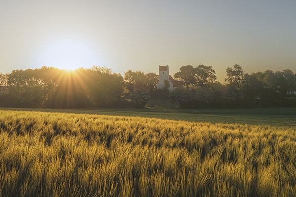 Elsted Kirke set fra en kornmark en tidlig sommermorgen